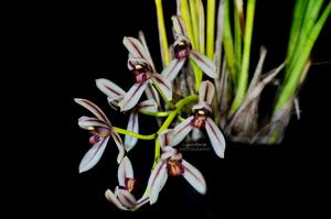 Cymbidium dayanum