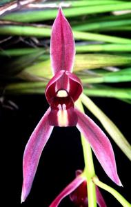 Cymbidium dayanum