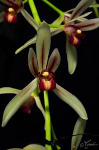 Cymbidium dayanum