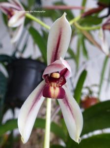 Cymbidium dayanum