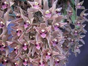 Cymbidium devonianum