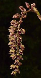 Cymbidium devonianum