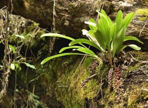 Cymbidium devonianum