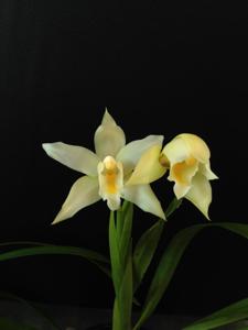 Cymbidium eburneum