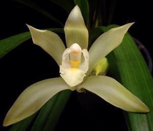 Cymbidium eburneum