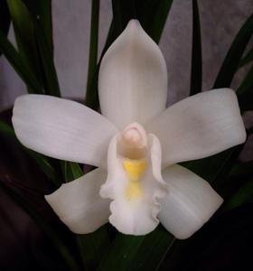 Cymbidium eburneum