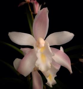 Cymbidium eburneum