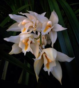 Cymbidium eburneum