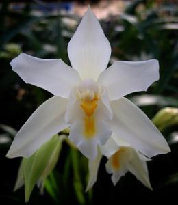 Cymbidium eburneum