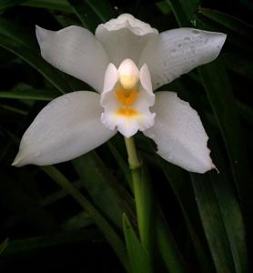 Cymbidium eburneum