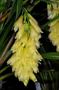 Cymbidium elegans