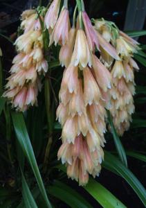 Cymbidium elegans