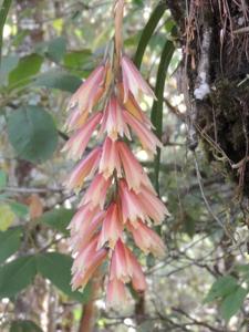 Cymbidium elegans