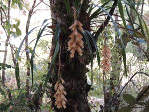 Cymbidium elegans