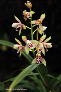 Cymbidium ensifolium