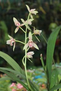 Cymbidium ensifolium