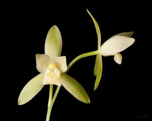 Cymbidium ensifolium