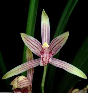 Cymbidium ensifolium