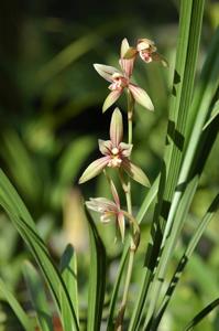 Cymbidium ensifolium