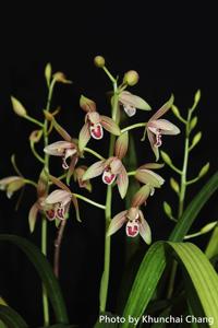 Cymbidium ensifolium