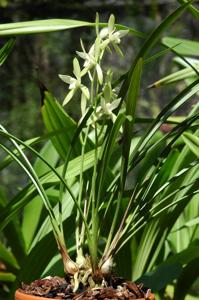 Cymbidium ensifolium