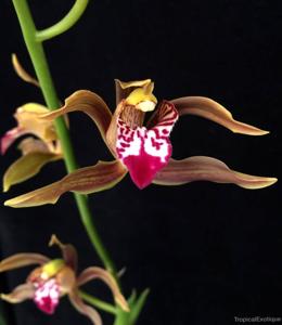 Cymbidium erythraeum