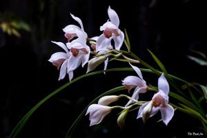 Cymbidium erythrostylum