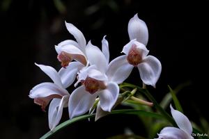 Cymbidium erythrostylum