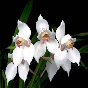 Cymbidium erythrostylum