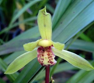 Cymbidium faberi