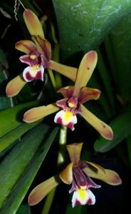 Cymbidium finlaysonianum