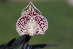 Paphiopedilum godefroyae