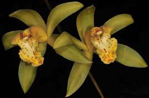 Cymbidium hookerianum