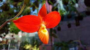 Phragmipedium besseae