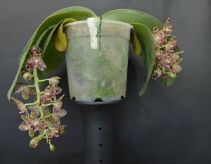 Phalaenopsis gigantea