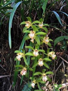 Cymbidium hookerianum