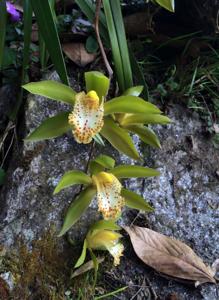 Cymbidium hookerianum