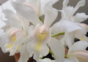 Cymbidium insigne