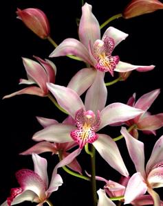 Cymbidium insigne