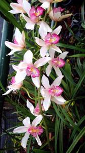 Cymbidium insigne