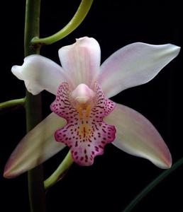 Cymbidium insigne