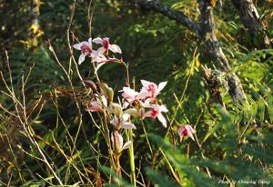 Cymbidium insigne