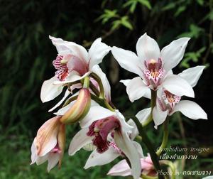 Cymbidium insigne