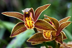 Cymbidium iridioides