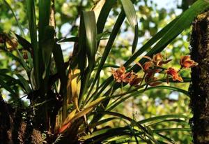 Cymbidium iridioides