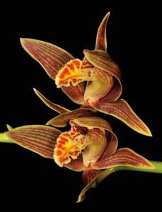 Cymbidium iridioides