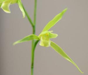 Cymbidium kanran