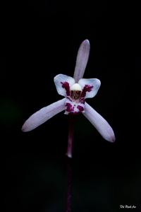 Cymbidium lancifolium