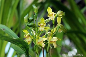 Cymbidium lancifolium