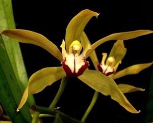 Cymbidium lowianum